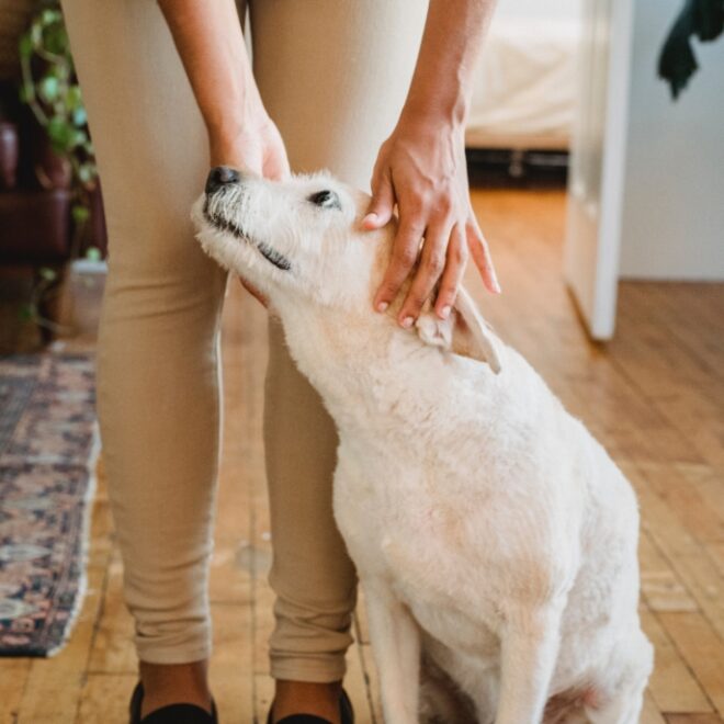 What Does It Mean When Dogs Ears Are Hot