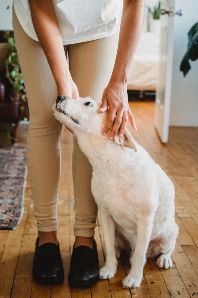 What Does It Mean When Dogs Ears Are Hot