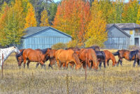 What Does Asab Mean In Texting