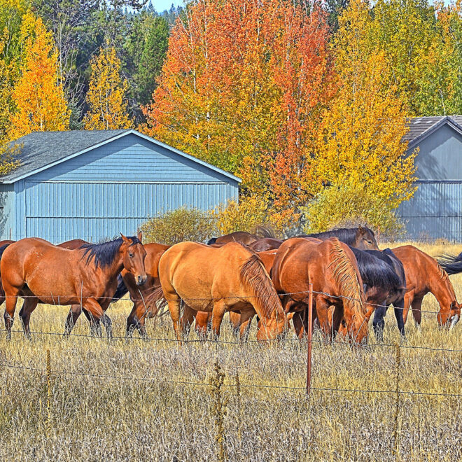 What Does Asab Mean In Texting