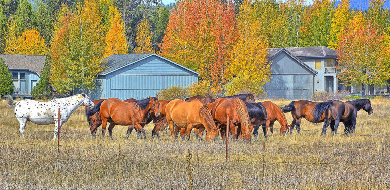 What Does Asab Mean In Texting