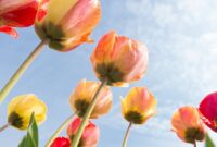 What Flower Means New Beginning