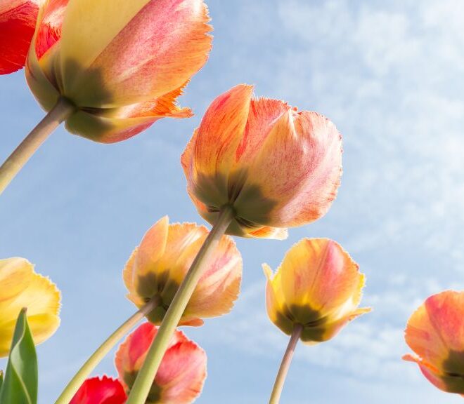 What Flower Means New Beginning