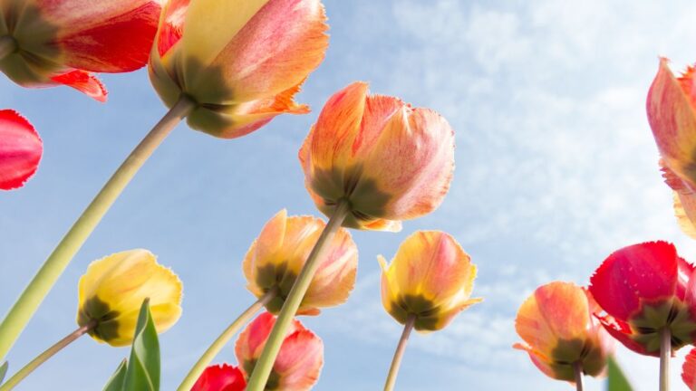 What Flower Means New Beginning