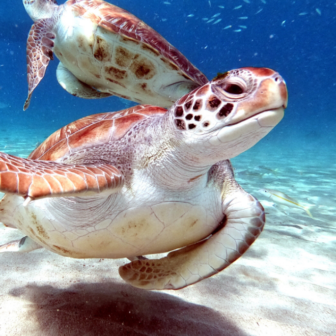 What Does It Mean When You Find A Turtle