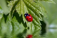 What Does Ladybugs Mean In The Bible