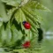 What Does Ladybugs Mean In The Bible