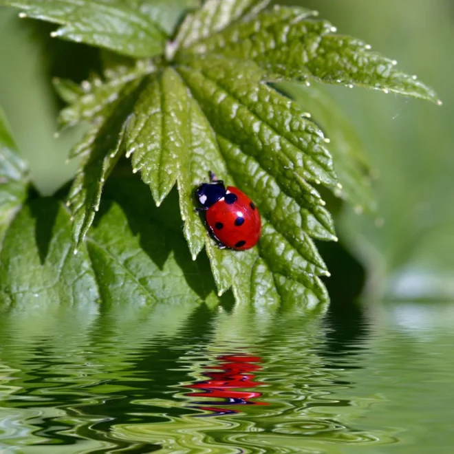 What Does Ladybugs Mean In The Bible