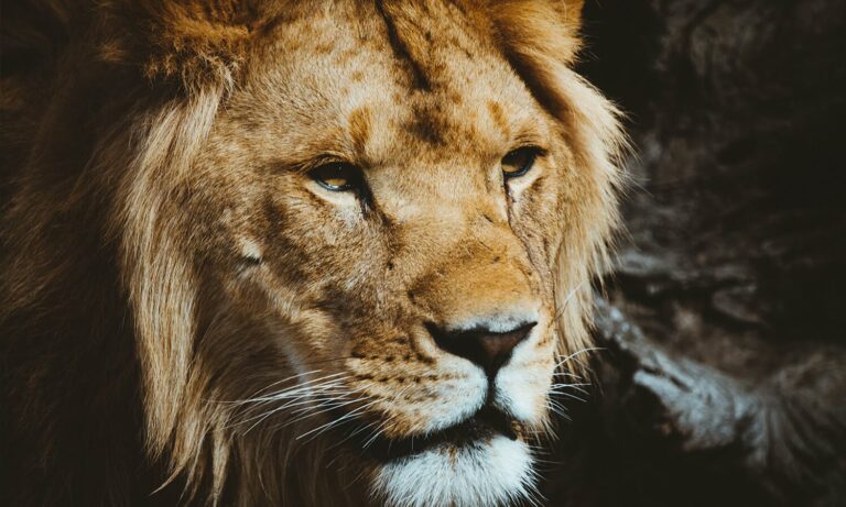 What Does Lion And Lamb Mean