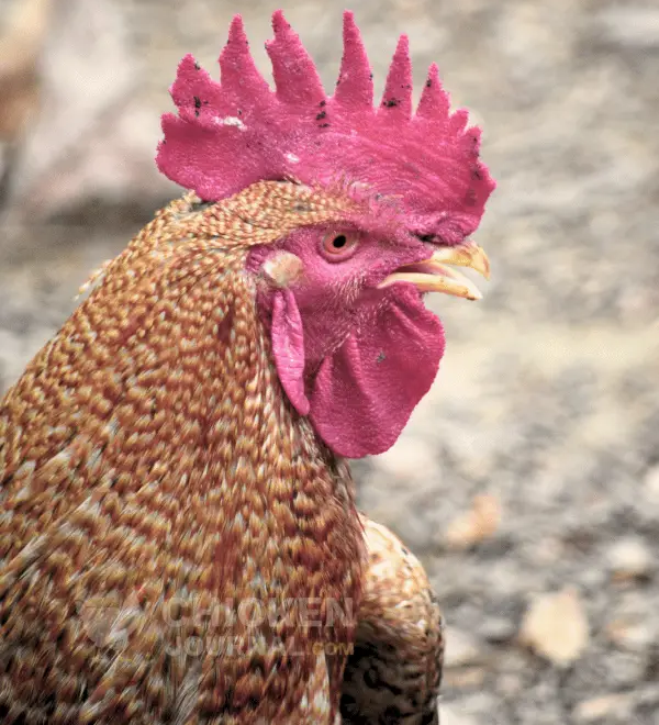 What Does A Pale Comb On A Chicken Mean