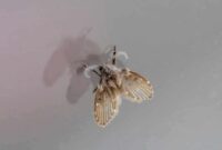 What Does It Mean When Bugs Are Attracted To You