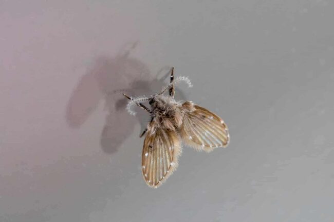 What Does It Mean When Bugs Are Attracted To You