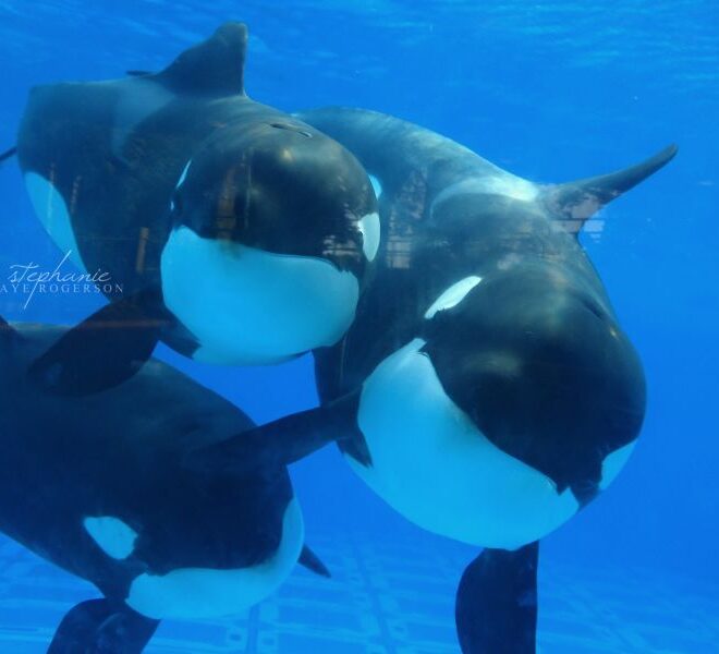 What Does Malia Mean In Hawaiian