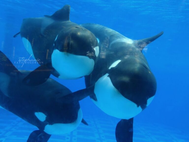 What Does Malia Mean In Hawaiian