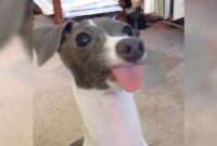 What Does It Mean When A Dog’s Tongue Is Out