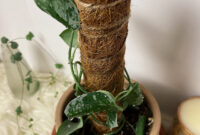 What Does Indirect Light Mean For Plants