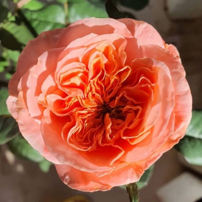 What Is The Meaning Of Orange Roses