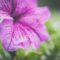 What Do Petunias Mean