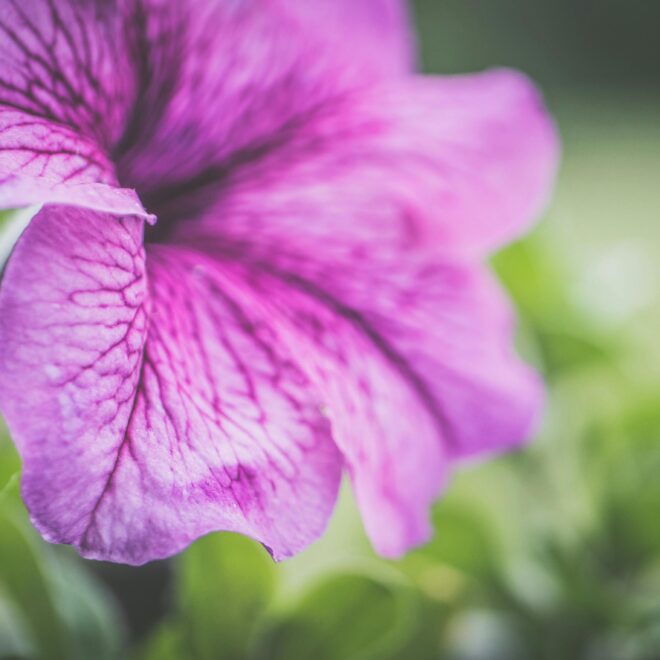 What Do Petunias Mean