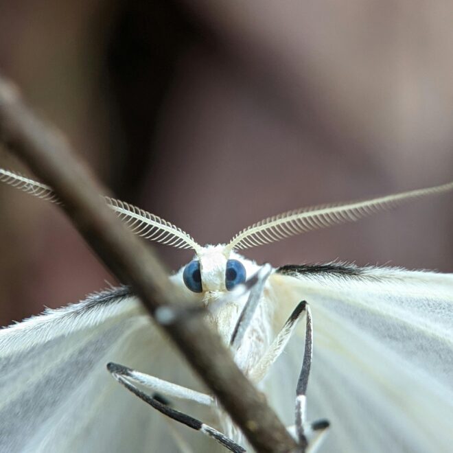 What Does It Mean When You See A White Moth