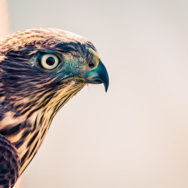 What Does It Mean When You Find A Hawk Feather