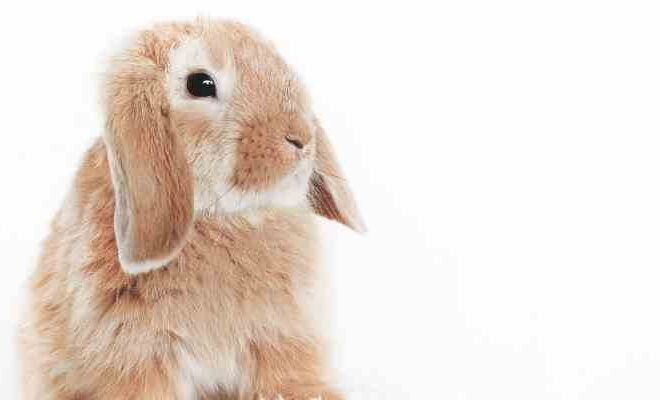 What Does It Mean When You Keep Seeing Bunnies