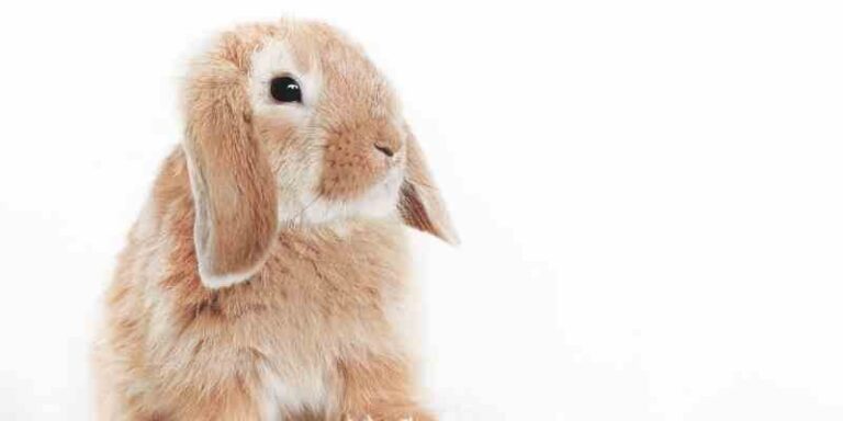 What Does It Mean When You Keep Seeing Bunnies
