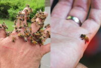 What Does It Mean When A Bee Follows You