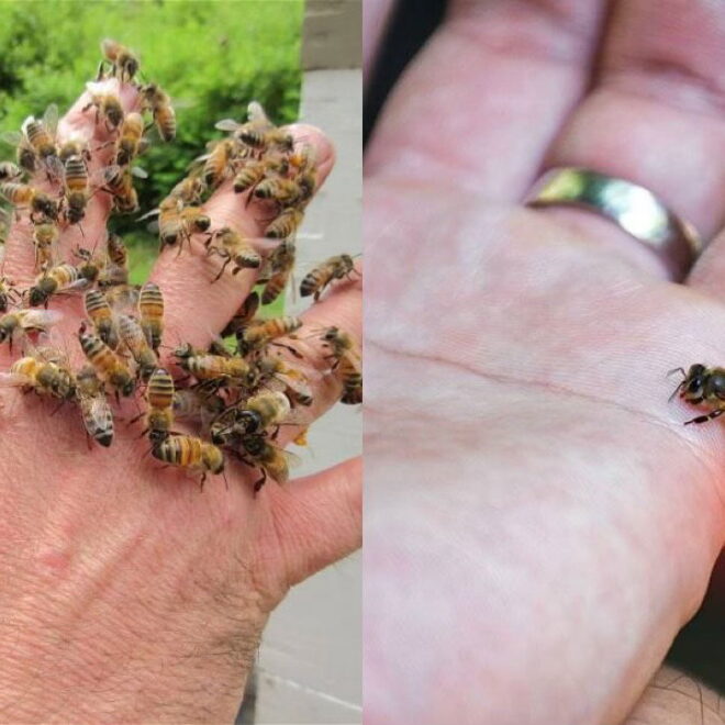 What Does It Mean When A Bee Follows You