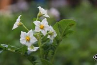 What Does It Mean When Potatoes Flower