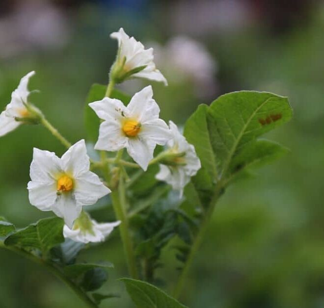 What Does It Mean When Potatoes Flower