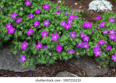 What Does Mounding Perennial Mean