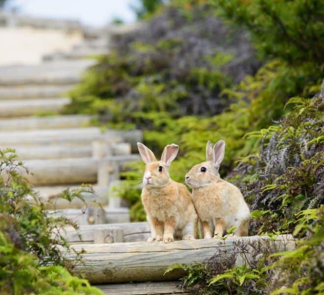 What Does Dreaming About Rabbits Mean