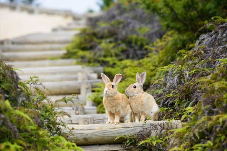 What Does Dreaming About Rabbits Mean