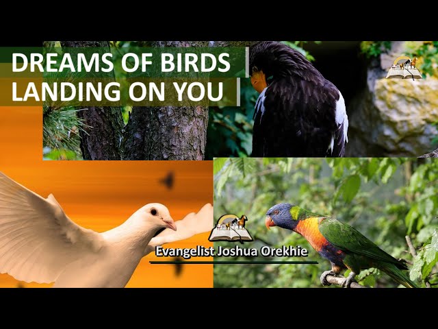 What Does It Mean When You Dream Of Birds