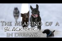 What Does A Black Dog In A Dream Mean