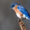 What Does It Mean If You See A Blue Bird
