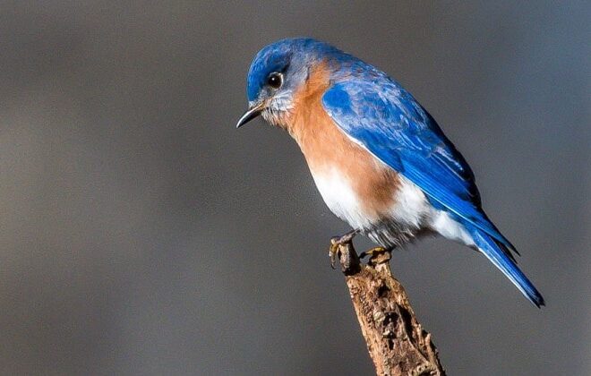 What Does It Mean If You See A Blue Bird