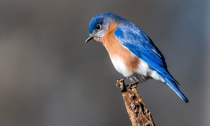 What Does It Mean If You See A Blue Bird
