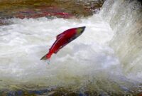 What Does Spawning Mean Fish