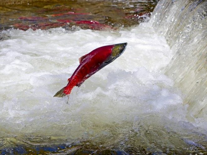 What Does Spawning Mean Fish