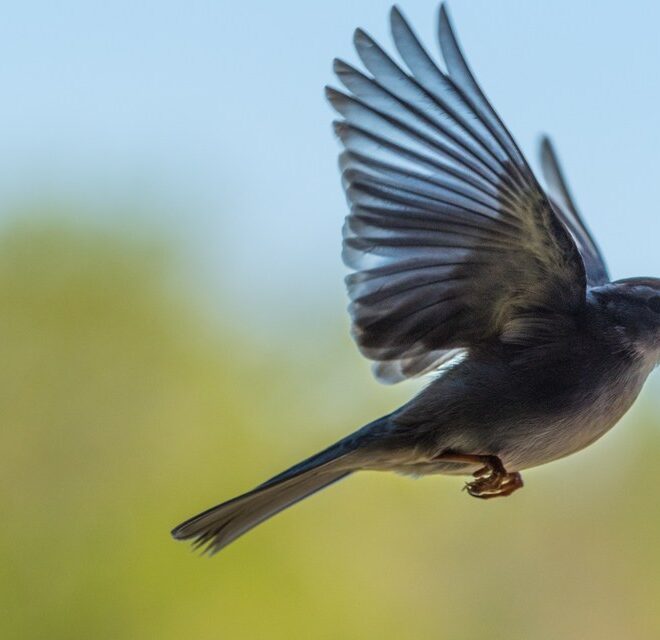 What Does His Eyes On The Sparrow Mean