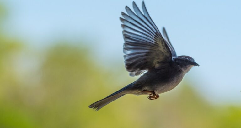 What Does His Eyes On The Sparrow Mean