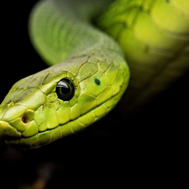 What Do Snakes Mean Spiritually