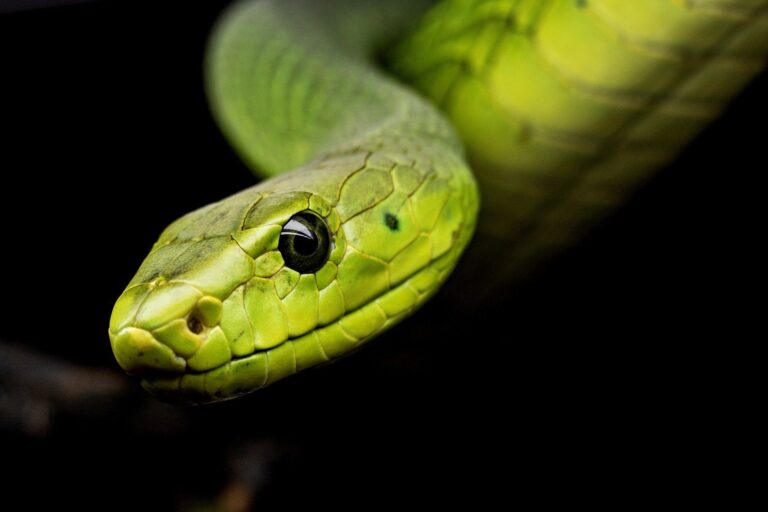 What Do Snakes Mean Spiritually