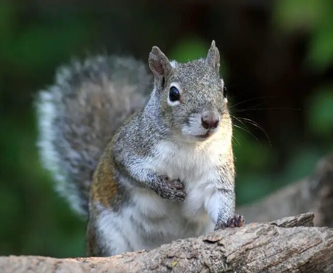 What Do Squirrel Sounds Mean