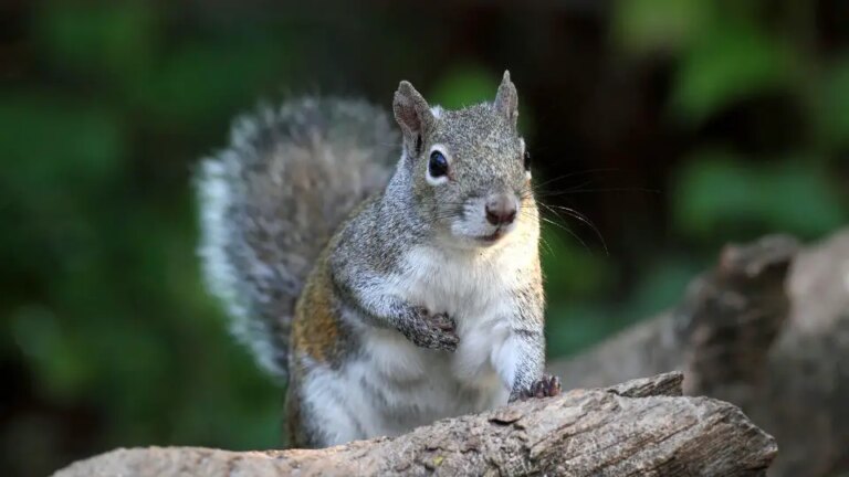 What Do Squirrel Sounds Mean