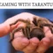 What Does Dreaming About Tarantulas Mean