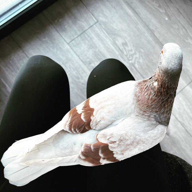 What Does A White Pigeon Mean