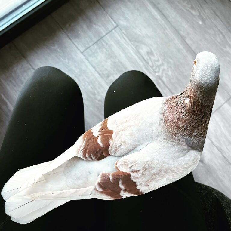 What Does A White Pigeon Mean